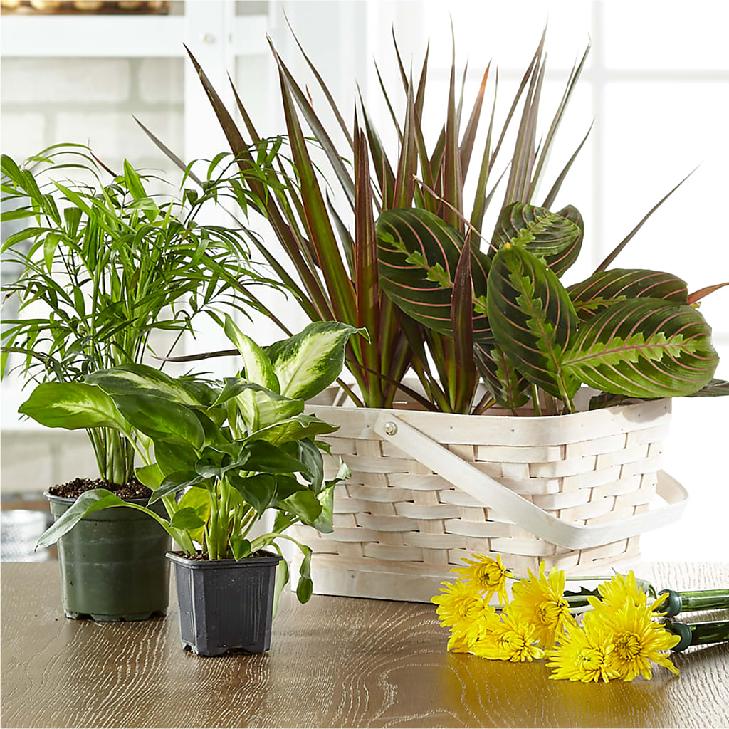 Florist Designed Blooming and Green Plants in a Basket – Fleur Seasons Designs, Enderby BC